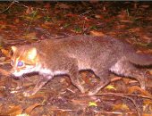 بعد 30 عامًا من الاختفاء.. تايلاند تعيد اكتشاف قطة برية نادرة منقرضة