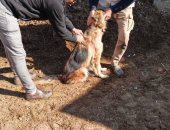 طب بيطرى كفر الشيخ: 13 غرفة عمليات وغرفة رئيسية تتلقى شكاوى عن الكلاب الحرة