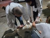 الخدمات البيطرية: تحصين 1135 كلبًا حرًا وتعقيم 133 خلال أول أسبوع فى يناير