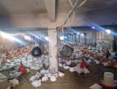 تعرف على أنواع تحصين 246 ألفا و6640 طائرا متنوعا بلقاحات مختلفة بكفر الشيخ