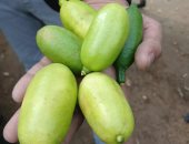 الليمون الكافيار فى الشرقية لأول مرة والكيلو بـ800 جنيه.. فيديو