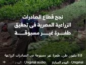 8.8 مليون طن.. طفرة غير مسبوقة فى الصادرات الزراعية.. فيديو