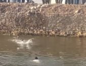 فيديو اللحظات الأخيرة قبل غرق 3 أشخاص بترعة المريوطية فى البدرشين