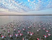 من أوروبا وآسيا إلى أحضان الفيوم.. حكاية طائر الفلامنجو المهاجر