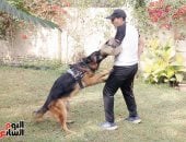 رحلة "اليوم السابع" فى عالم كلاب الحراسة.. تفاصيل إعدادها من سن 8 أسابيع وحتى التقاعد.. اختيار كلب الحراسة يبدأ من تقييم شخصية «الجرو».. اختبارات طبية وسلوكية تحدد صلاحية الكلب للعمل.. والضرب ينتج كلابا مهزوزة