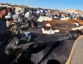 الزراعة: تحصين أكثر من 3 ملايين رأس ماشية ضد الجلد العقدى وجدرى الأغنام