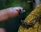 بيرو تمنح النحل عديم اللسع حقوقا قانونية لأول مرة فى منطقة الأمازون