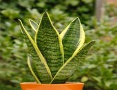 زراعة نبات اللبلاب أبرزها.. 6 حلول بيئية للتعامل مع نوبات تلوث الهواء