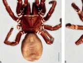 العملاق.. اكتشاف نوع جديد من العناكب يثير حيرة العلماء 