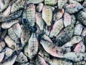 البلطى بكام؟.. أسعار الأسماك بكفر الشيخ الخميس 1 يناير 2026