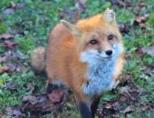 ثعلب يتجول داخل إحدى صالات الألعاب الرياضية فى لندن.. فيديو