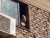 صغيرة بالأقصر تستقبل رئيس الوزراء من شباك منزلها بهتافات: تحيا مصر يحيا السيسى