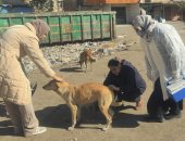 بيطرى الإسماعيلية يتابع حملاته المكثفة لتحصين الكلاب الحرة ضد مرض السعار