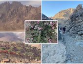 غابة من النباتات النادرة لا تنمو إلا على إفرست الغردقة