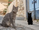 إقامة مجانية فى جزيرة يونانية لمحبى القطط.. بشرط رعايتها