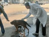 حلول عاجلة لمواجهة ظاهرة الكلاب الضالة بأسوان ومبادرة تطوعية للتطعيم والرعاية