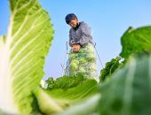 بداية الفصل الشمسي فى الصين.. ازدهار الحقول بالمحاصيل