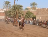 حين يتكلم الميدان.. الخيالة والمرماح عادة تراثية بمولد الشيخ وافى بقنا.. فيديو