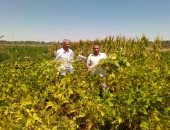 "بحوث الصحراء" ينفذ تجربة بحثية ناجحة لزراعة فول الصويا بالوادي الجديد