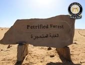 مجلس الوزراء يكشف حقيقة التعدى على الأشجار المتحجرة داخل محمية الغابة المتحجرة بمنطقة التجمع