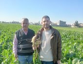 زراعة 10000 فدان بنجر بنطاق مركز منشاة أبو عمر فى الشرقية