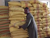 زراعة 21 ألف فدان قمح وتوزيع 960 جوال تقاوى معتمدة بالأقصر.. صور