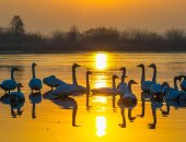 مشاهد طبيعية تأسر العين.. بحيرات الصين مهبط الطيور المهاجرة من أوروبا