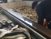تموين الغربية: ضبط مصنع رنجة غير مرخص و3 أطنان أسماك مجهولة المصدر