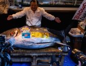 بيع سمكة تونة ضخمة مقابل 3.2 مليون دولار فى اليابان