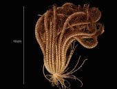 20 ذراعًا تحت الجليد.. علماء يكتشفون كائنا بحريا غامضا فى أنتاركتيكا