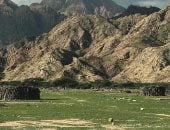 صحراء حلايب وشلاتين تتحول إلى لوحة خضراء.. أمطار شتاء 2026 تنبت الأعشاب الطبيعية بعد شهور من الجفاف.. انتشار المراعى لتكسو الجبال والوديان.. وعودة الحياة البرية وازدهار الرعى والتجارة بين أبناء القبائل.. صور