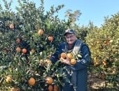 مملكة الموالح.. موسم حصاد البرتقال واليوسفى بحدائق الغربية