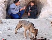 الرقص مع الذئاب.. رحلة اليوم السابع خارج حدود الخوف فى قلب الجبال.. شباب من قنا في رحلات استكشافية لتعقب بيوت الذئاب داخل الكهوف والمغارات وتوثيق حياتها بالصحراء.. فيديو وصور