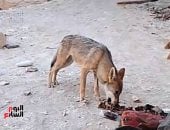 ذئاب الجبل.. رحلة اليوم السابع فى قلب صحراء قنا