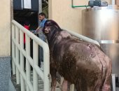 محافظ كفر الشيخ: التشغيل التجريبى لمجزر دسوق تمهيدًا لافتتاحه