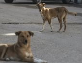 الإصابات بالمليون والعلاج بالمليار.. الصحة تحذر من ارتفاع حالات عقر الكلاب الضالة