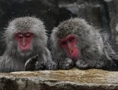 مغامرات قرود الثلج فى اليابان