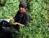 خير بلدنا.. موسم جمع محصول البسلة من حقول الجيزة