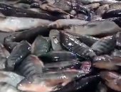 السمك ألوان.. تعرف على أنواع وأسعار الأسماك بكفر الشيخ.. فيديو