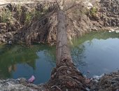 الرياح تتسبب في سقوط شجرة ضخمة على أسلاك الكهرباء بكفر ديما بالغربية