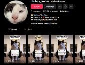 إيه حكاية القط "نيمبوس" عراف التيك توك.. بعد توقعه فوز  مصر على كوت ديفوار