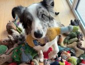 دراسة علمية: الكلاب تتنصت على أصحابها وتفهم حديثهم