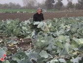 فرحة حصاد الكرنب بالدقهلية.. «المحشى» أكلة الدفا فى الشتاء على موائد المصريين