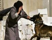 خلى بالك من الغرامة.. تعرف على ضوابط تنزه الكلاب وفقا للقانون