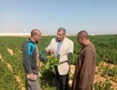وكيل وزارة الزراعة بأسيوط يتفقد المحاصيل بمركز القوصية