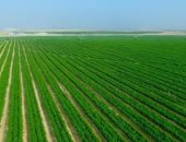 شاهد.. ثمار المليون ونصف فدان فى أبو منقار بالفرافرة ضمن جولة اعرف بلدك