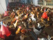 جولة داخل محطة إكثار الدواجن بسوهاج.. تضم 30 ألف دجاجة.. فيديو وصور