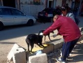 الطب البيطري بقنا يواصل حملات تحصين الكلاب الضالة