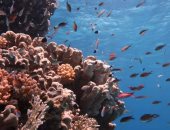 داديلوس.. موقع غوص بداخله سحر الطبيعة جنوب البحر الأحمر