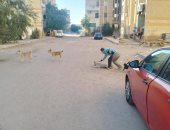 بيطري البحر الأحمر ينفذ حملة لتعقيم وتطعيم الكلاب الضالة للحد من مخاطرها